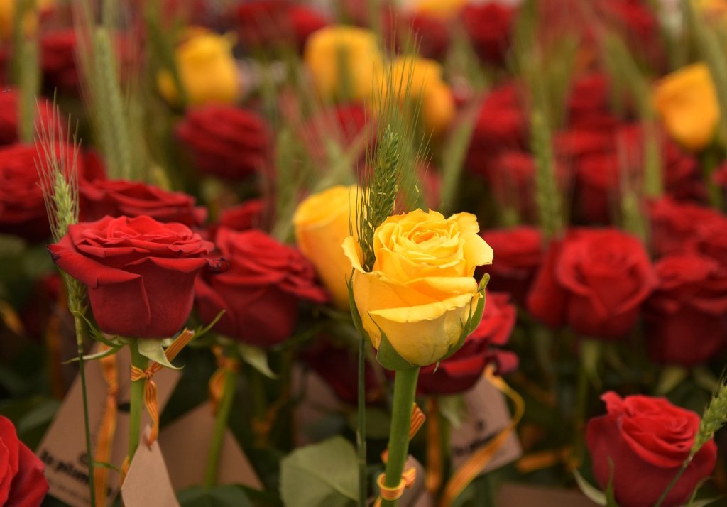 Rose per San Jordi pixabay.com